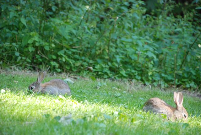 公園のウサギ