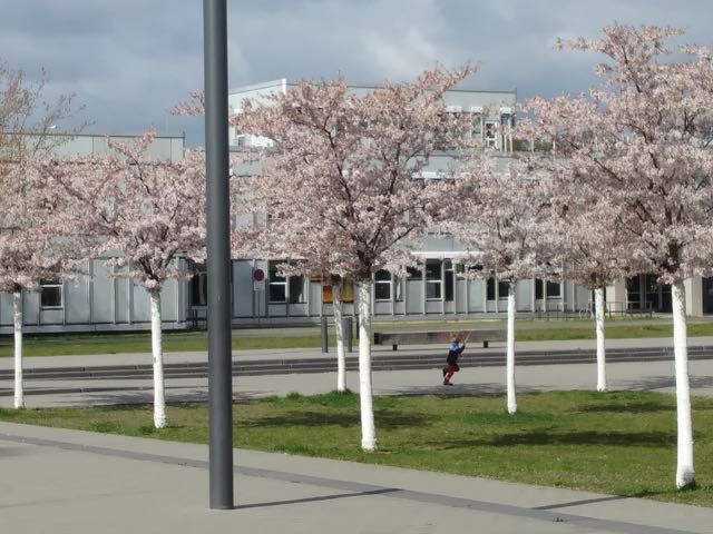ベルリン自由大学の桜