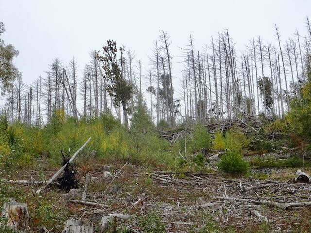 森林の荒れた跡
