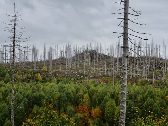 自然に出てきた木