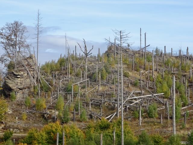 ハルツ山地の新しい木