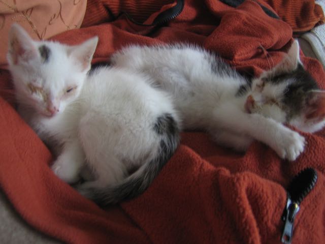 ハナコとタロウ